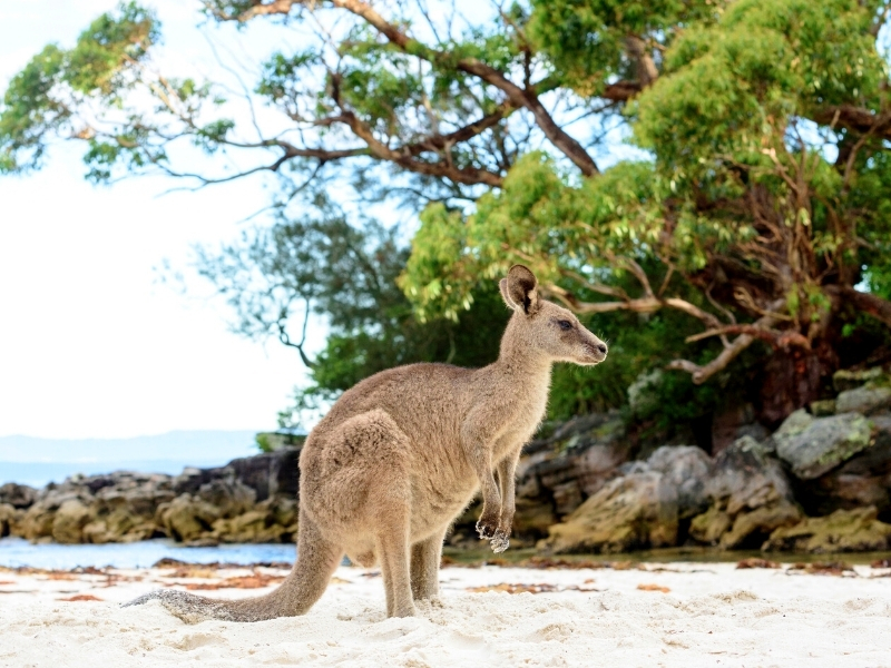 Jervis Bay Wildlife, NSW