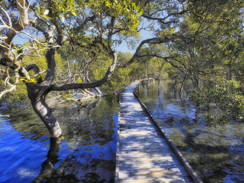 Mangrove Boardwalk Track, Huskisson, Jervis Bay - Haven Holiday Resort, Sussex Inlet