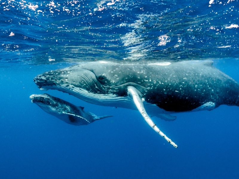 Humpback whales Coffs Coast  - Riverside Holiday Resort, Urunga NSW