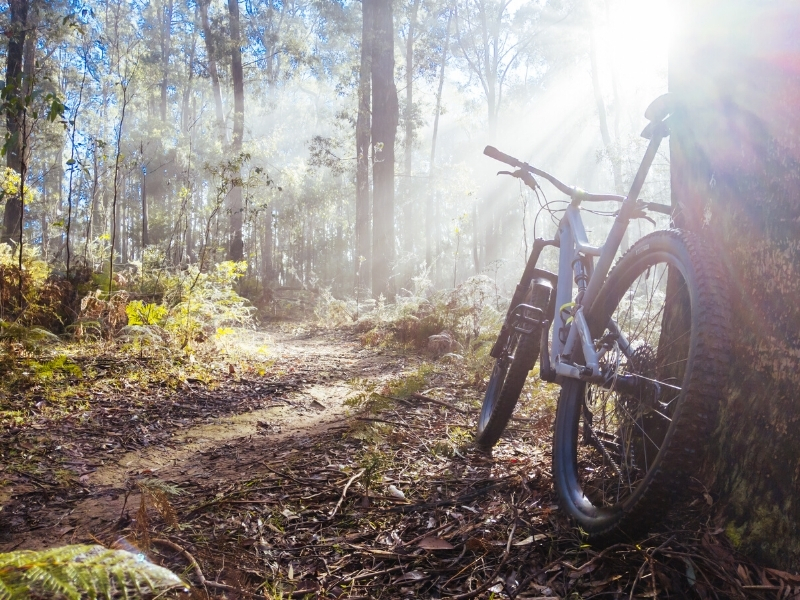 Mountain Bike through state forest  - Riverside Holiday Resort, Urunga NSW