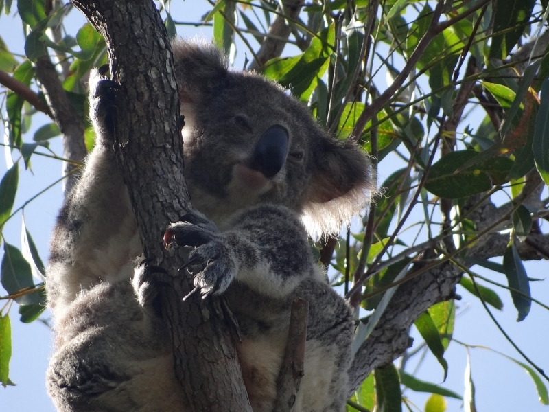 Koala Sanctuary, Oakvale Wildlife Park - Seaside Holiday Resort, Fingal Bay, Port Stephens