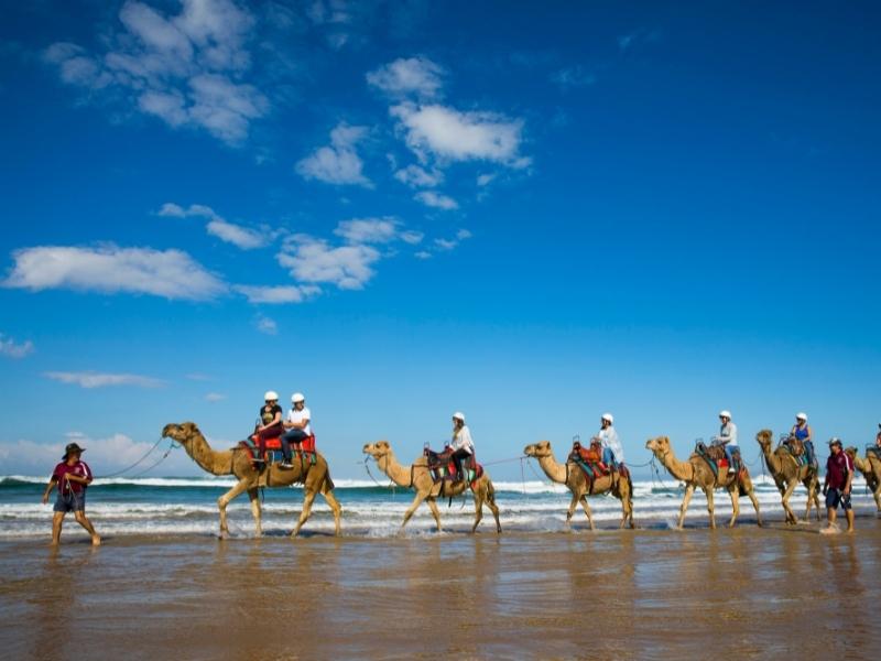Oakfield Ranch Camel Rides, Port Stephens - Destination NSW