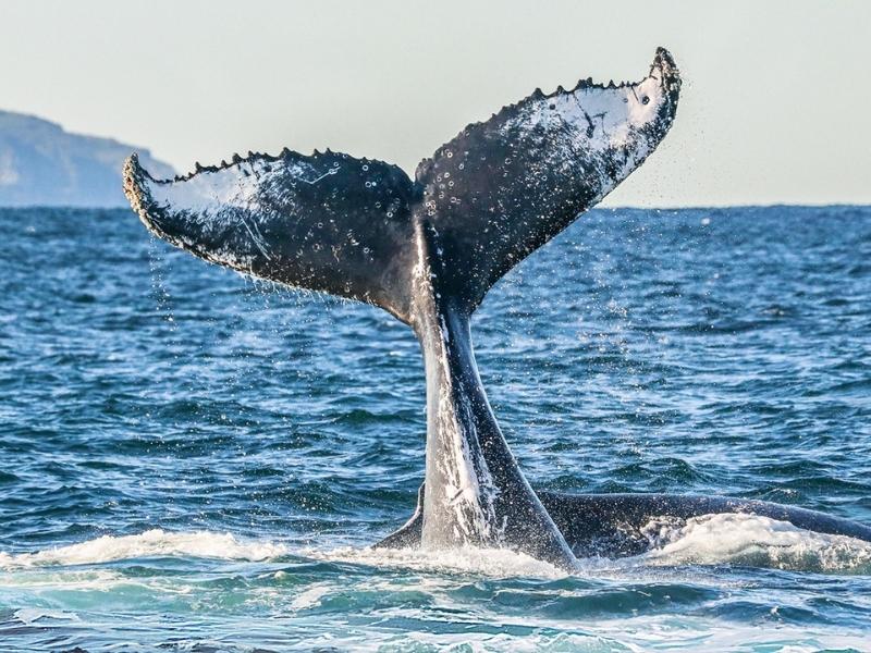 Whale Watching, Port Stephens - Destination NSW
