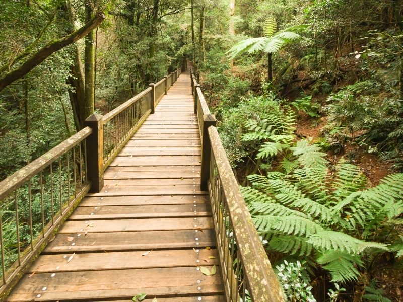 Accessible boardwalk, Dorrigo National Park - Riverside Holiday Resort, Urunga NSW