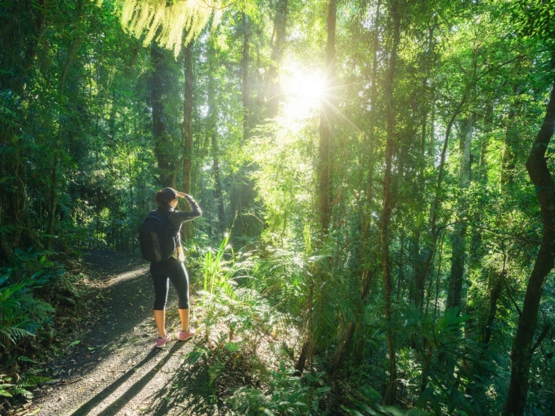 Bushwalking, Dorrigo National Park - Riverside Holiday Resort, Urunga NSW